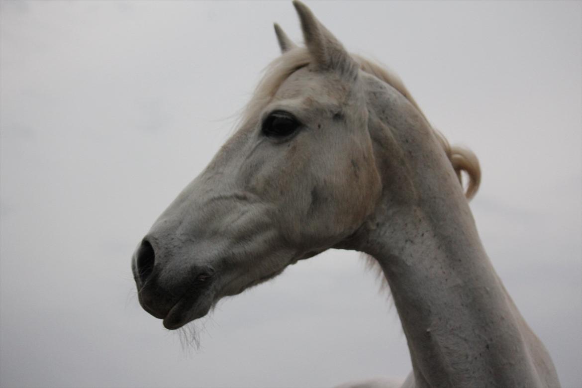 Hvid hest og vandpytter d. 29 billede 57