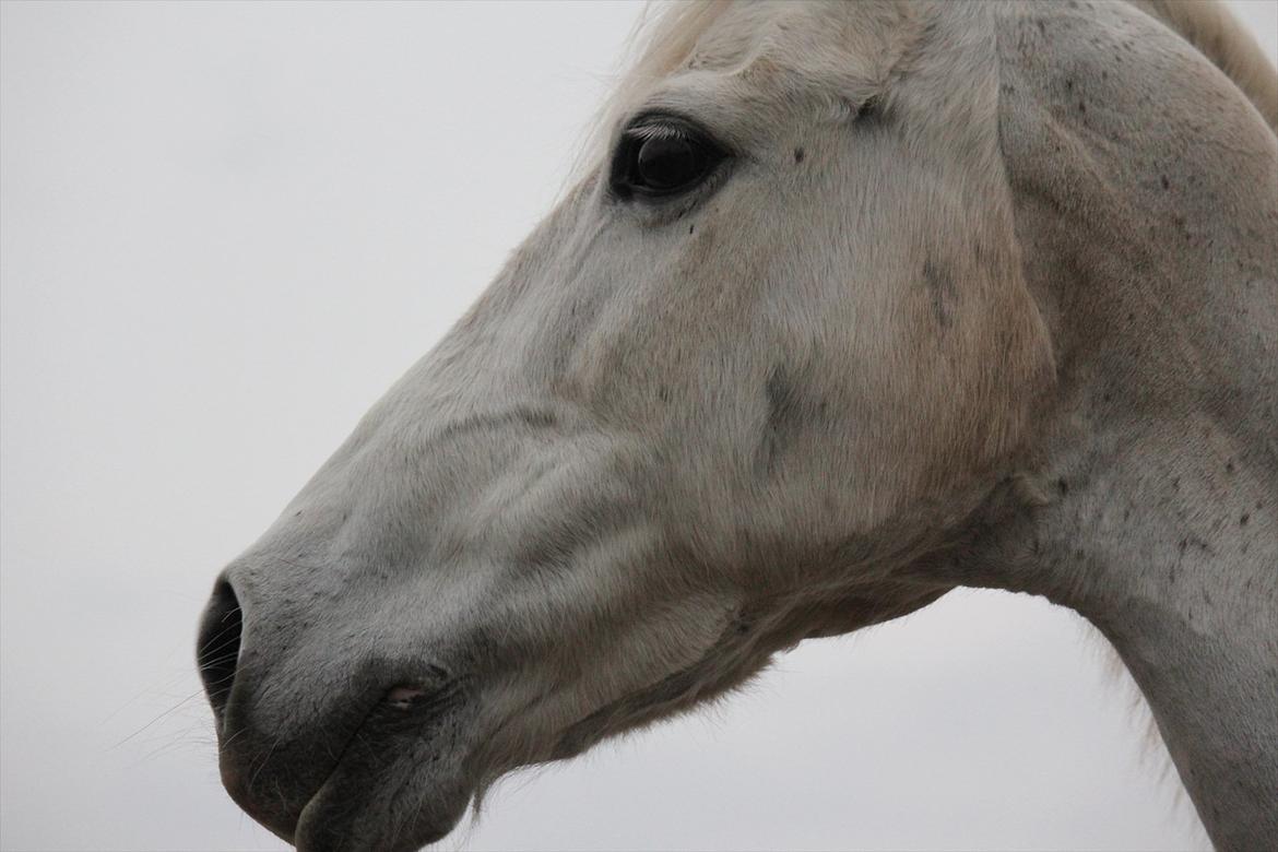 Hvid hest og vandpytter d. 29 billede 58
