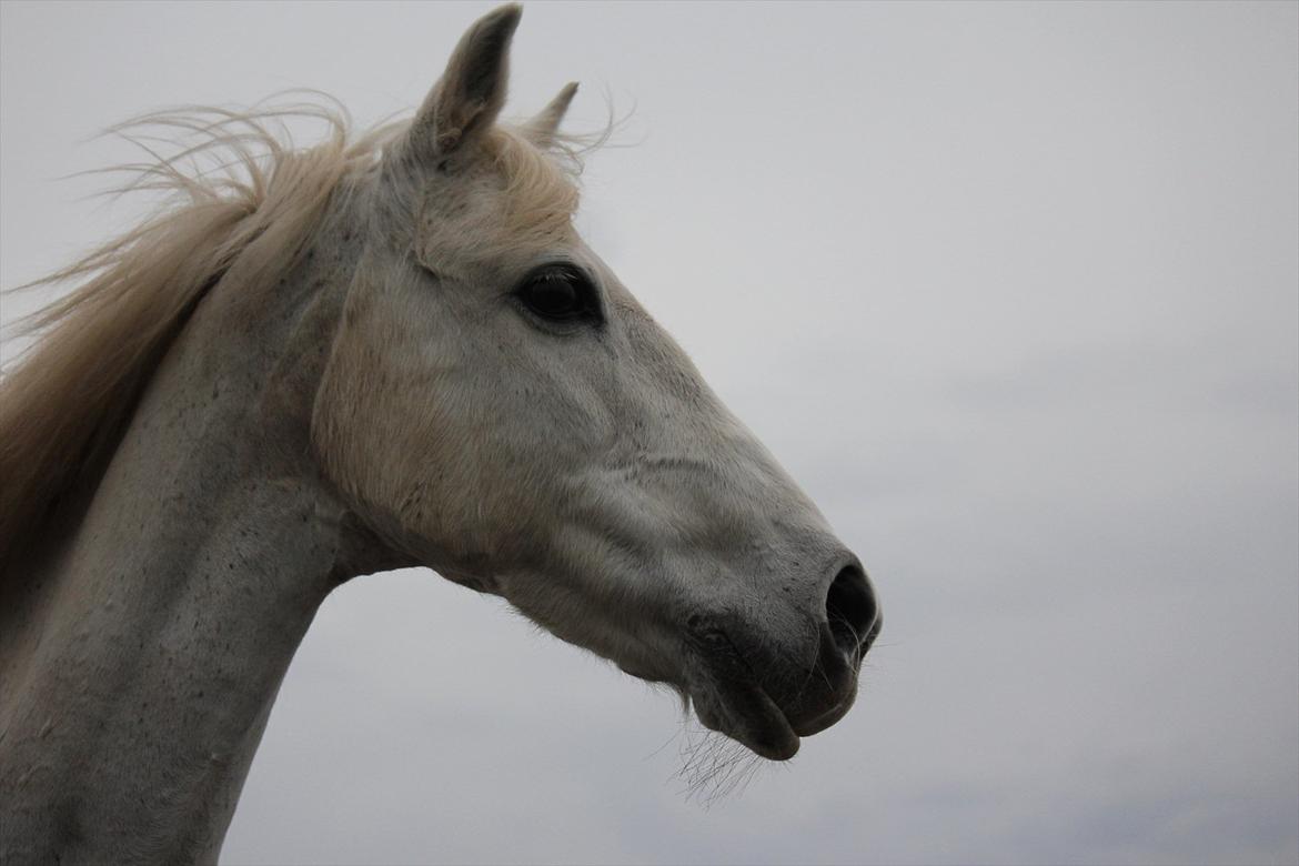 Hvid hest og vandpytter d. 29 billede 59