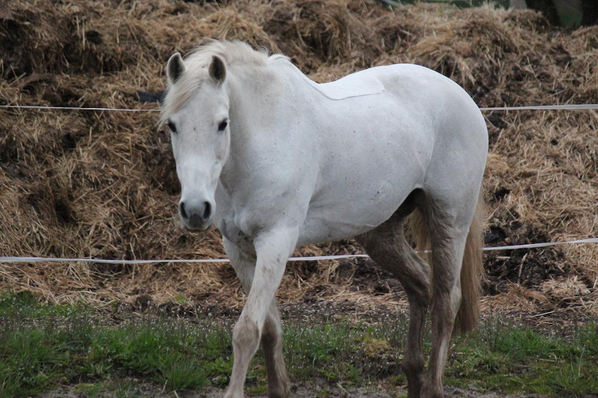 Hvid hest og vandpytter d. 29 billede 60