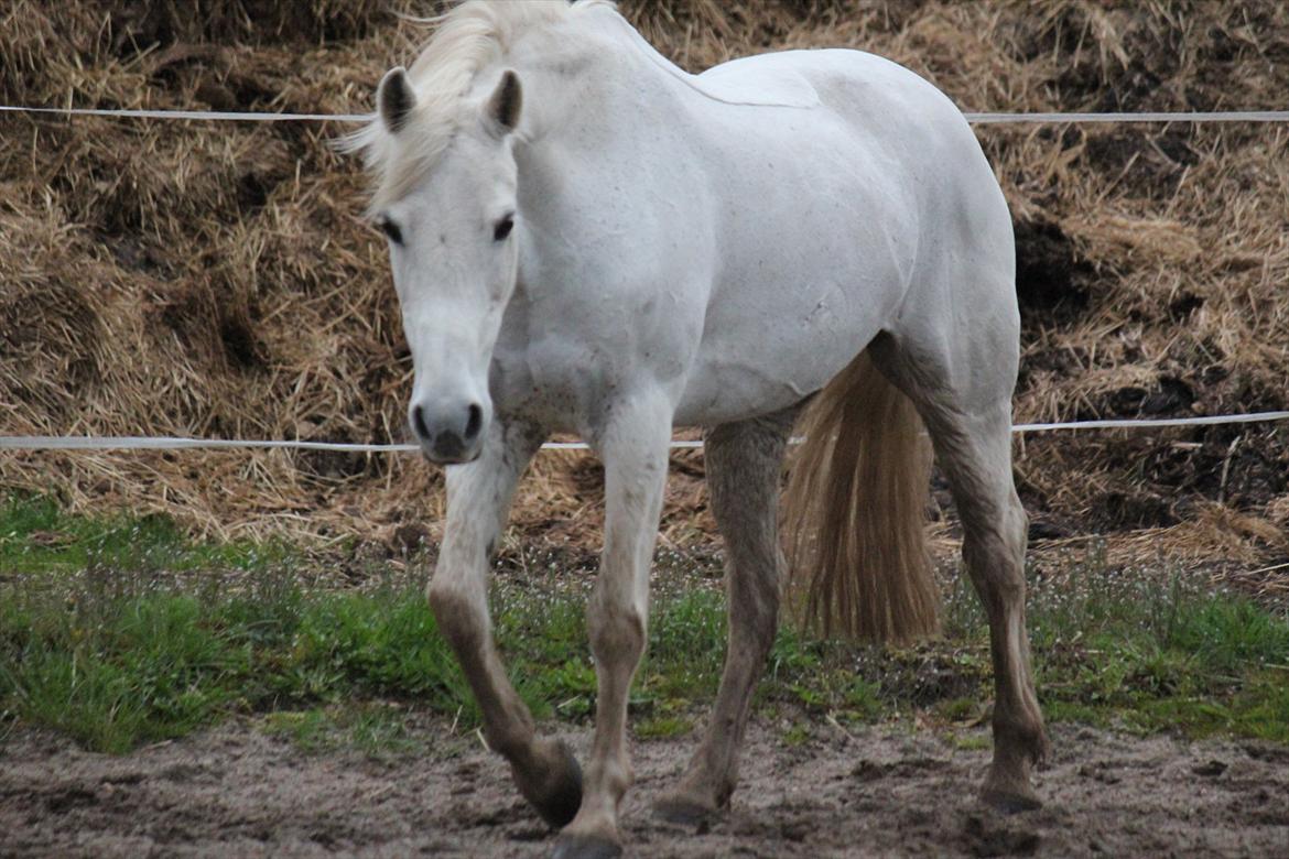 Hvid hest og vandpytter d. 29 billede 61