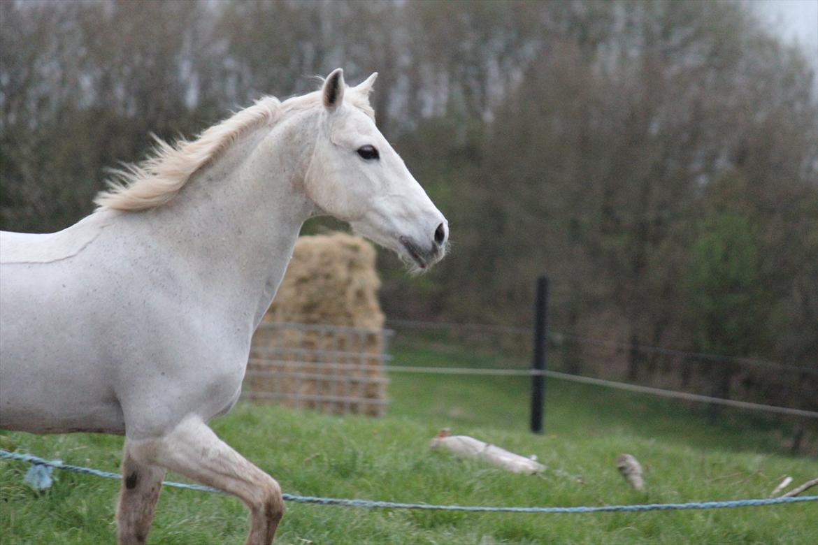 Hvid hest og vandpytter d. 29 billede 64