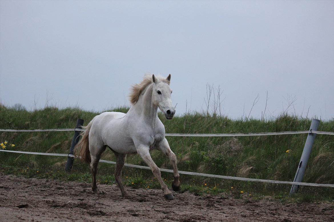 Hvid hest og vandpytter d. 29 billede 66