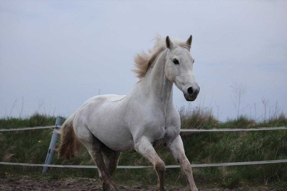 Hvid hest og vandpytter d. 29 billede 67