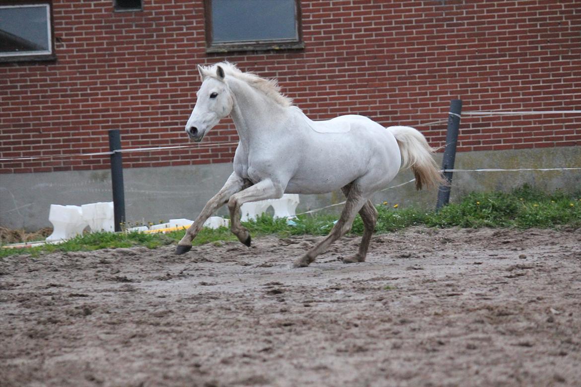 Hvid hest og vandpytter d. 29 billede 68