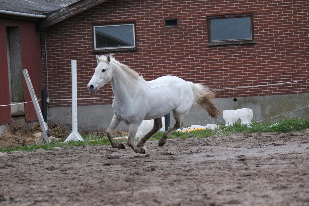 Hvid hest og vandpytter d. 29 billede 69
