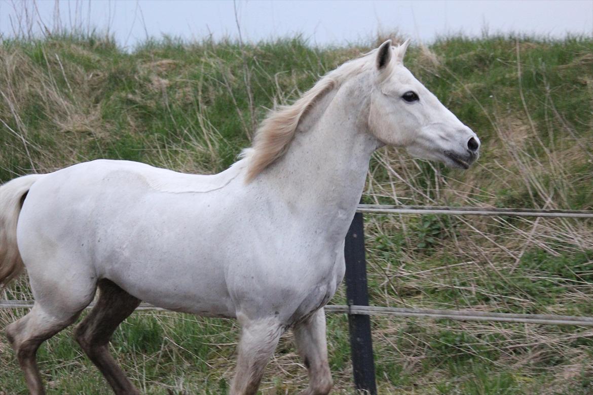Hvid hest og vandpytter d. 29 billede 70