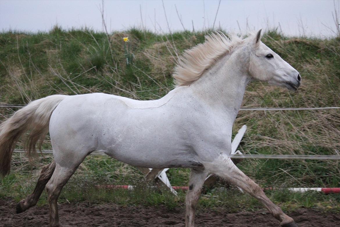 Hvid hest og vandpytter d. 29 billede 71