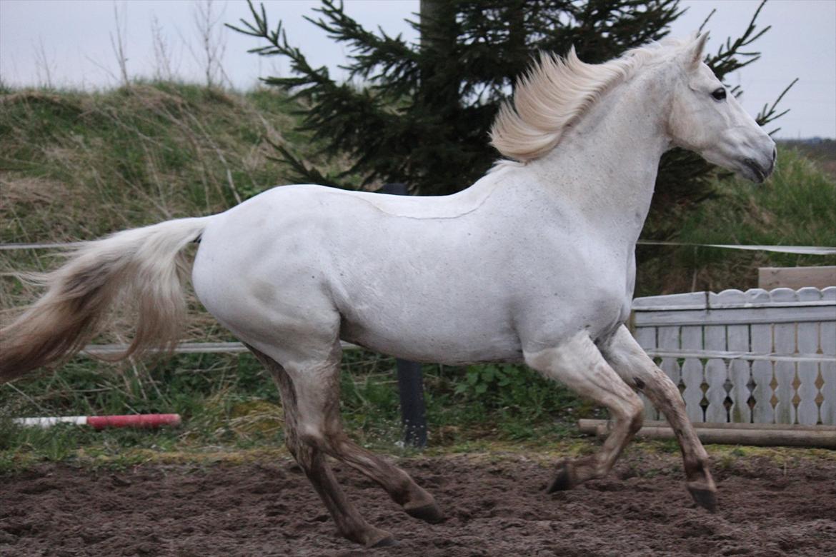 Hvid hest og vandpytter d. 29 billede 72