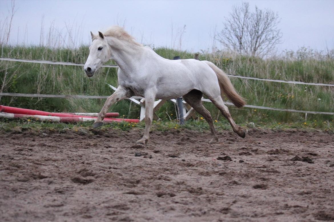 Hvid hest og vandpytter d. 29 billede 73