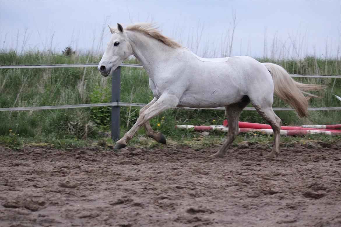Hvid hest og vandpytter d. 29 billede 74