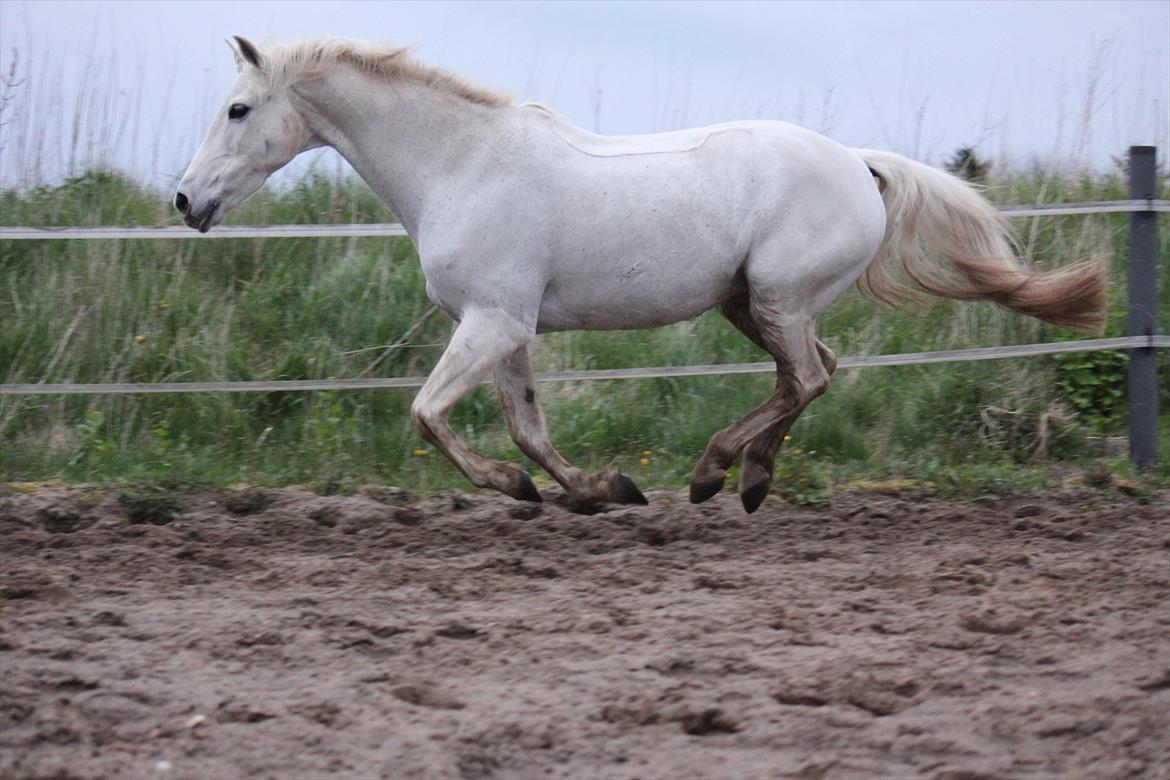 Hvid hest og vandpytter d. 29 billede 75