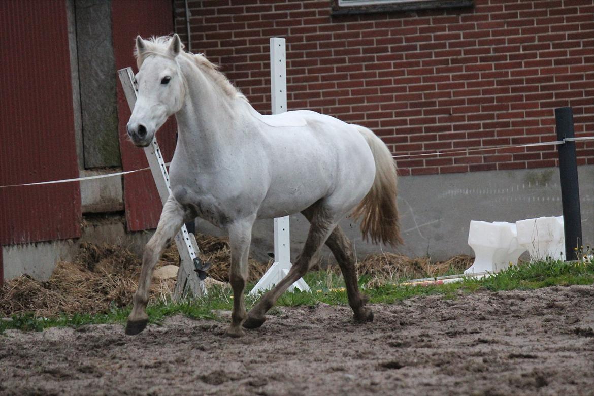 Hvid hest og vandpytter d. 29 billede 76