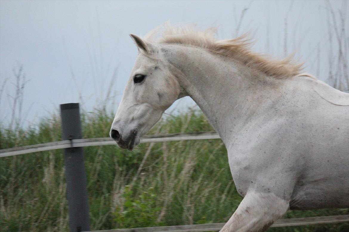 Hvid hest og vandpytter d. 29 - Diverse hest - Fotos fra Hollaender