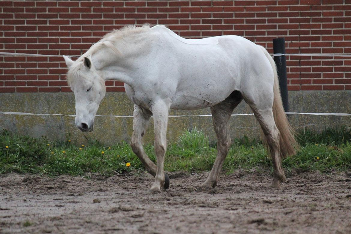 Hvid hest og vandpytter d. 29 billede 78