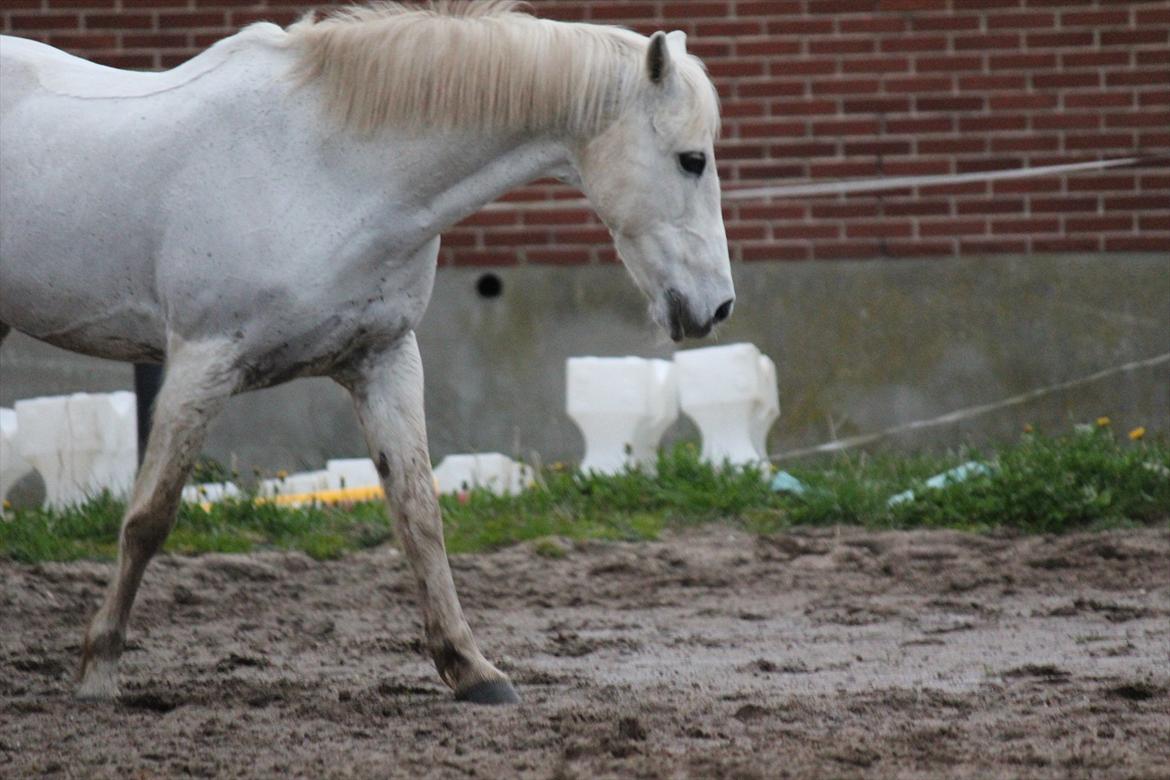 Hvid hest og vandpytter d. 29 billede 79