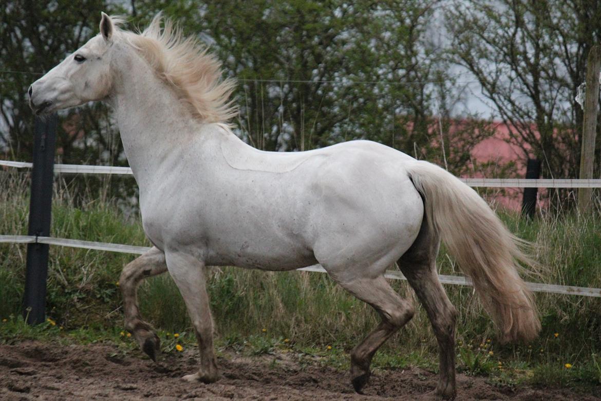 Hvid hest og vandpytter d. 29 billede 82