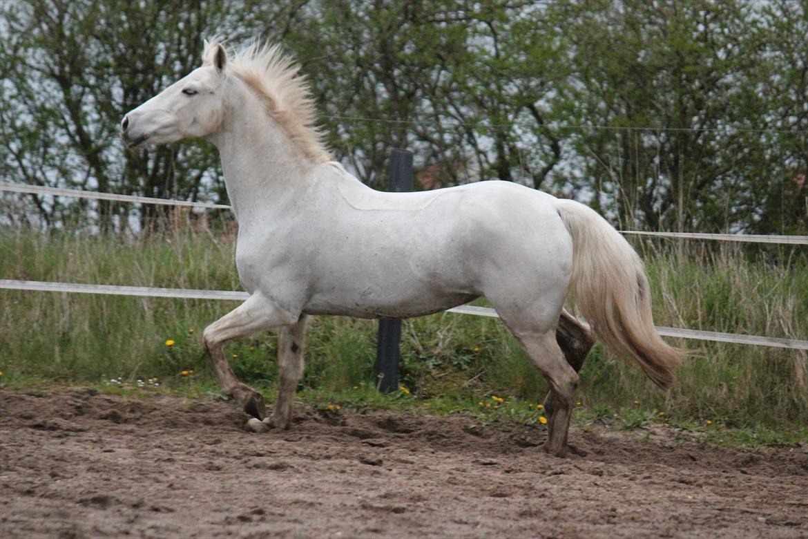 Hvid hest og vandpytter d. 29 billede 83