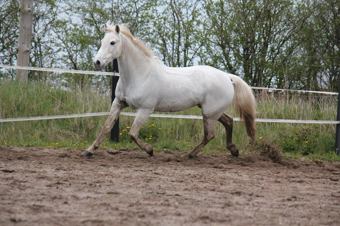 Hvid hest og vandpytter d. 29 billede 85