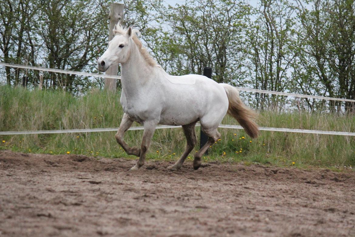 Hvid hest og vandpytter d. 29 billede 86