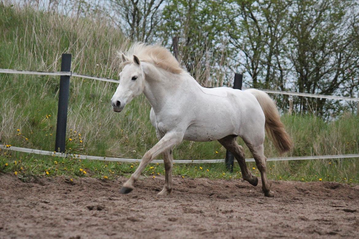 Hvid hest og vandpytter d. 29 billede 87