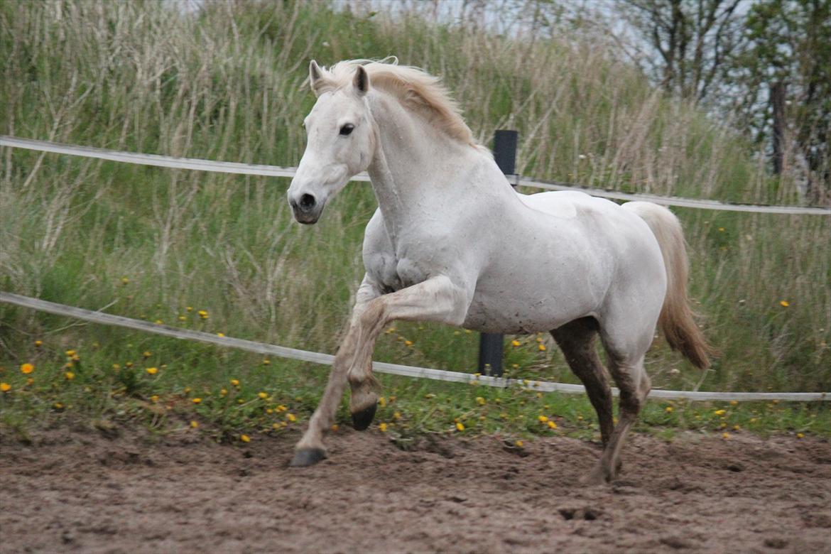 Hvid hest og vandpytter d. 29 billede 88