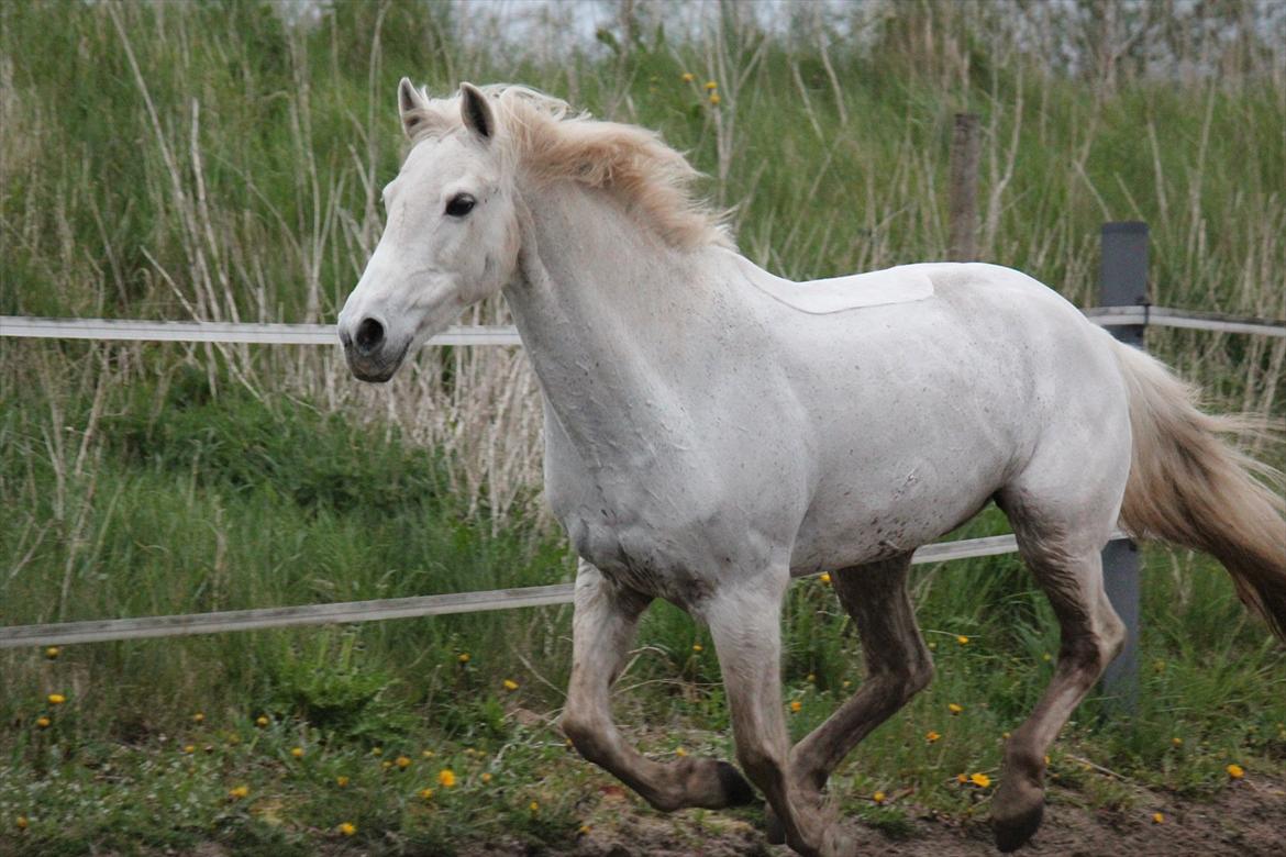Hvid hest og vandpytter d. 29 billede 89