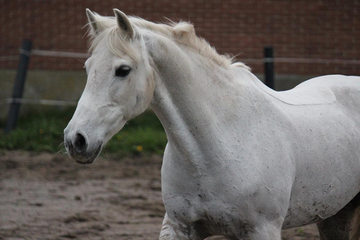 Hvid hest og vandpytter d. 29 billede 91