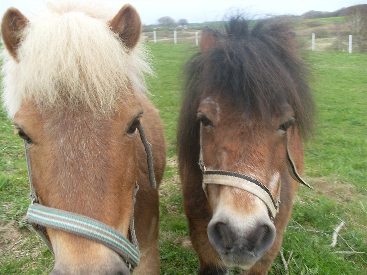 knold og tot (Prins og Casper) - casper og prins billede 1