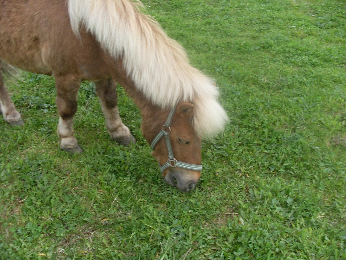 knold og tot (Prins og Casper) - Casper billede 2
