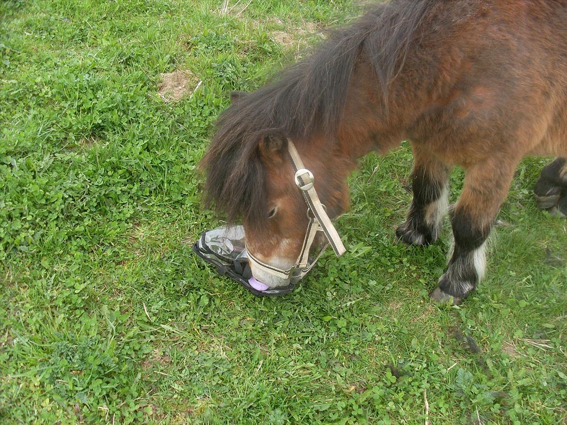 knold og tot (Prins og Casper) - Prins billede 3