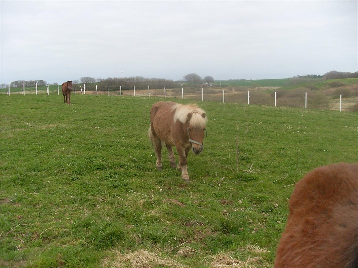 knold og tot (Prins og Casper) billede 4
