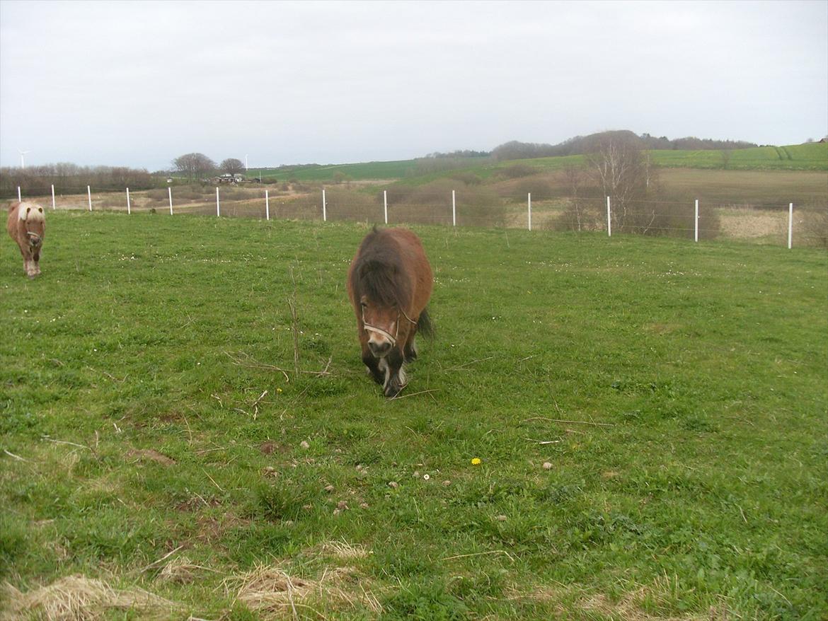 knold og tot (Prins og Casper) billede 5