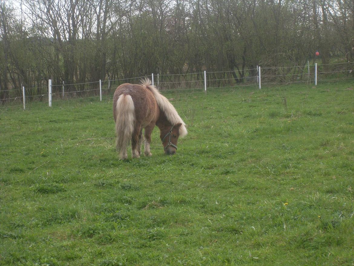 knold og tot (Prins og Casper) billede 6