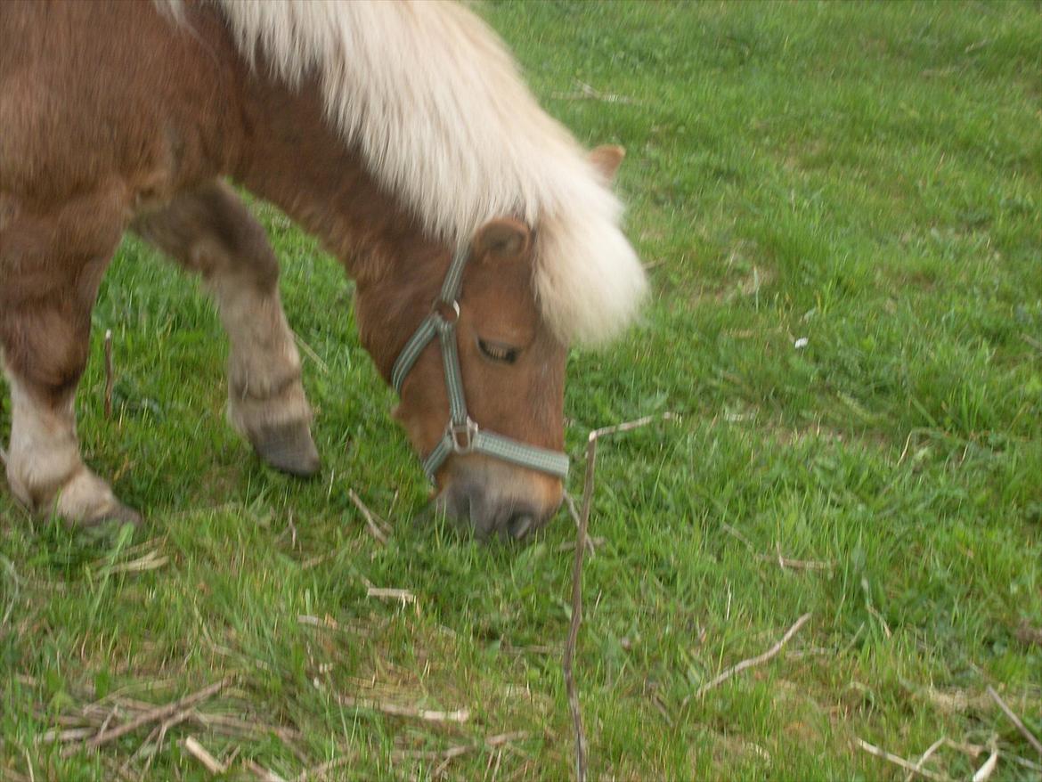 knold og tot (Prins og Casper) billede 7
