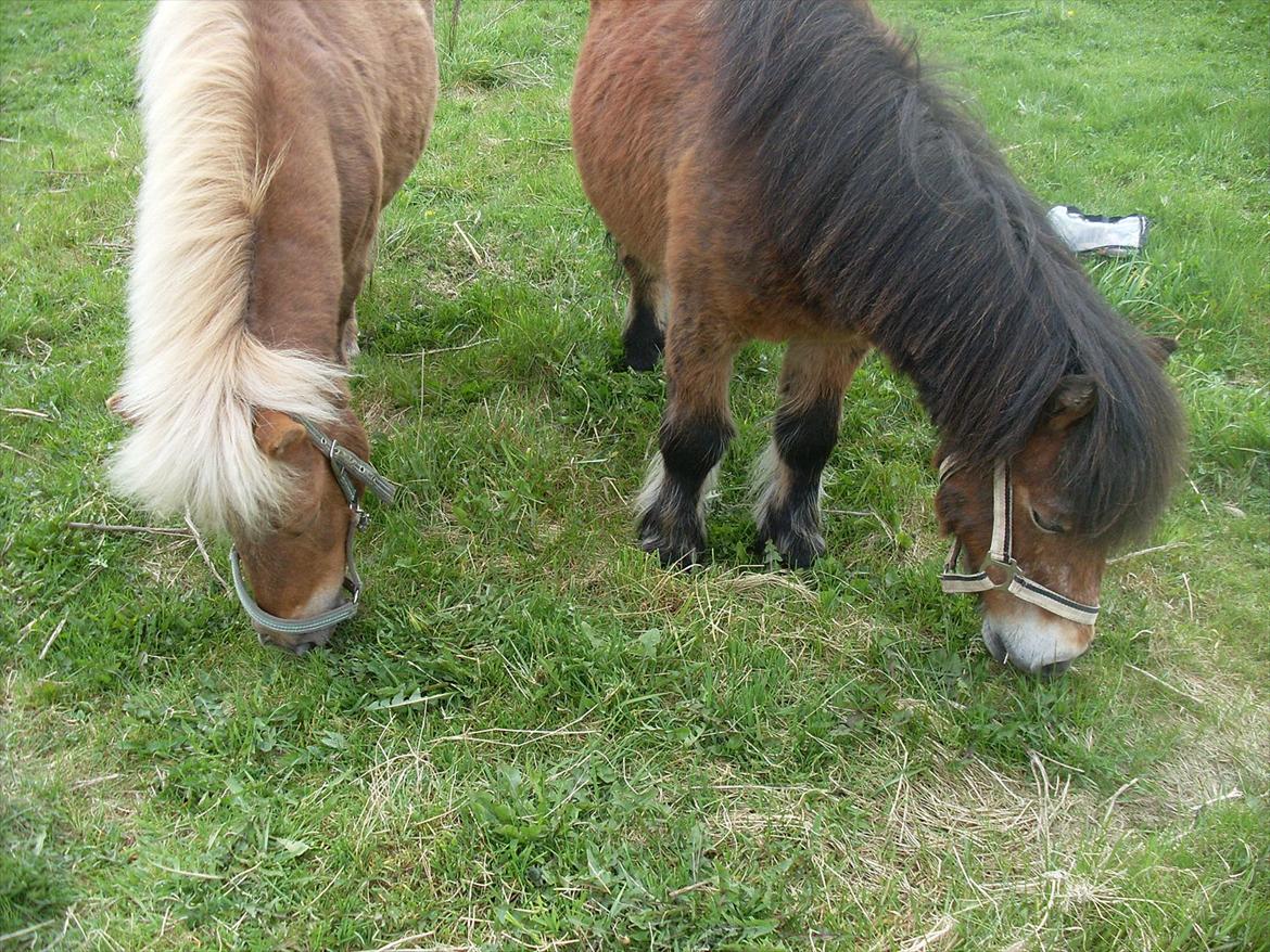 knold og tot (Prins og Casper) billede 8