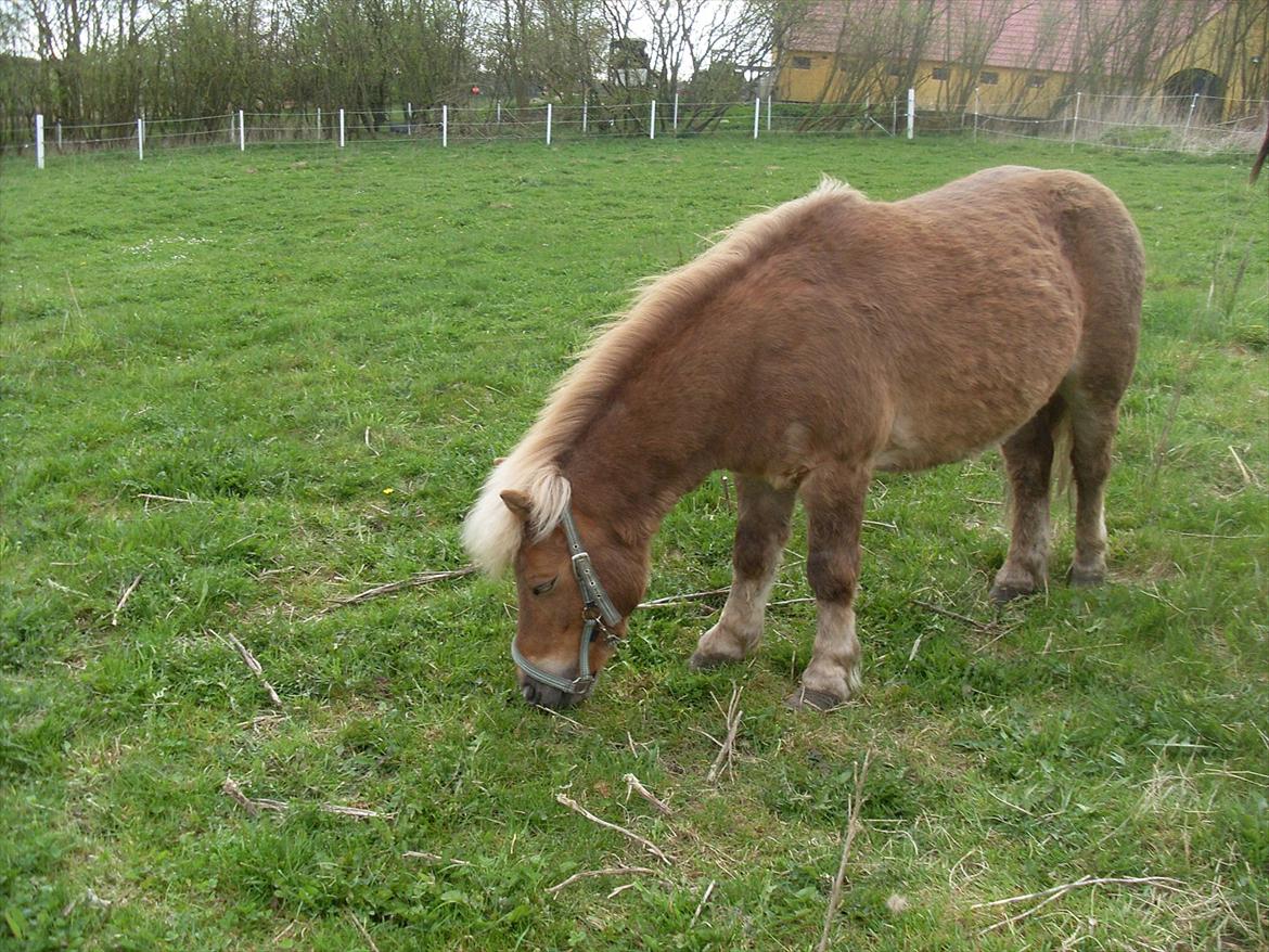 knold og tot (Prins og Casper) billede 9