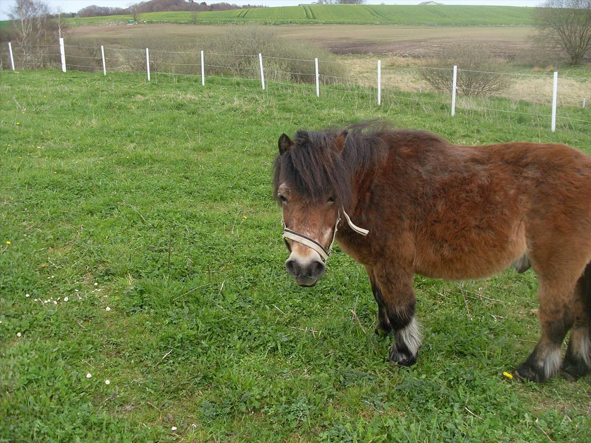 knold og tot (Prins og Casper) billede 11