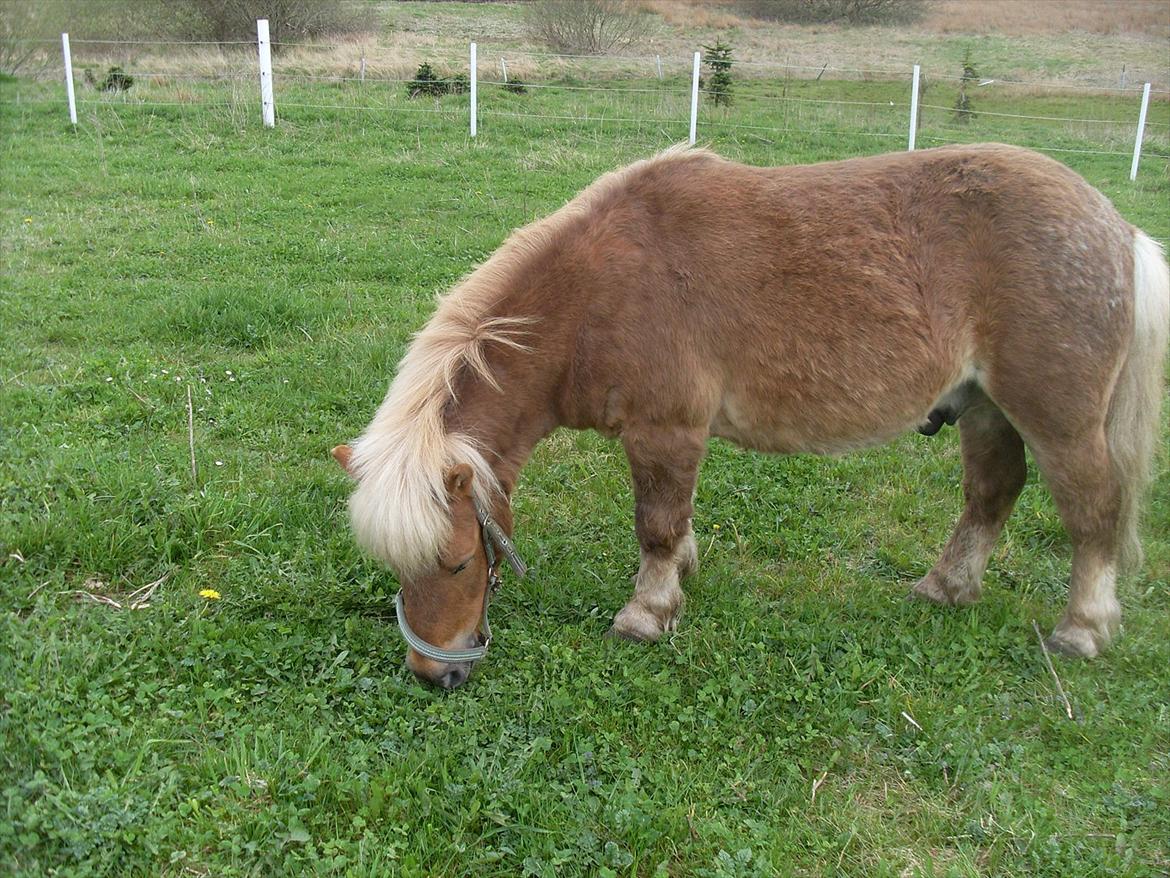 knold og tot (Prins og Casper) billede 12