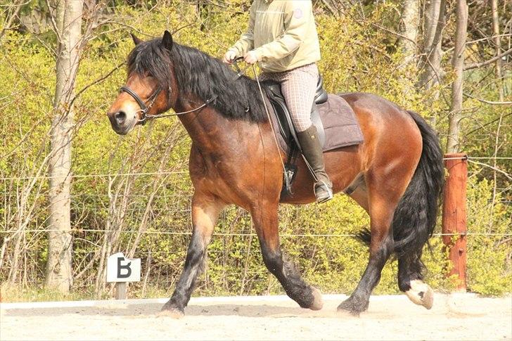 Kursus med BBH instruktør.  billede 1