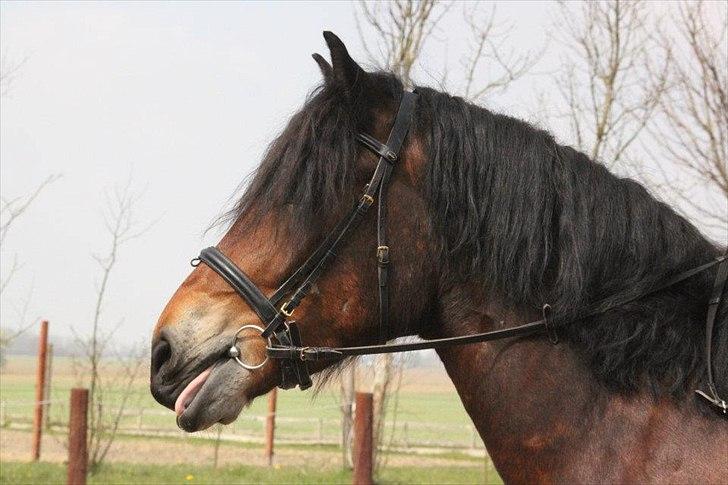 Kursus med BBH instruktør.  billede 54