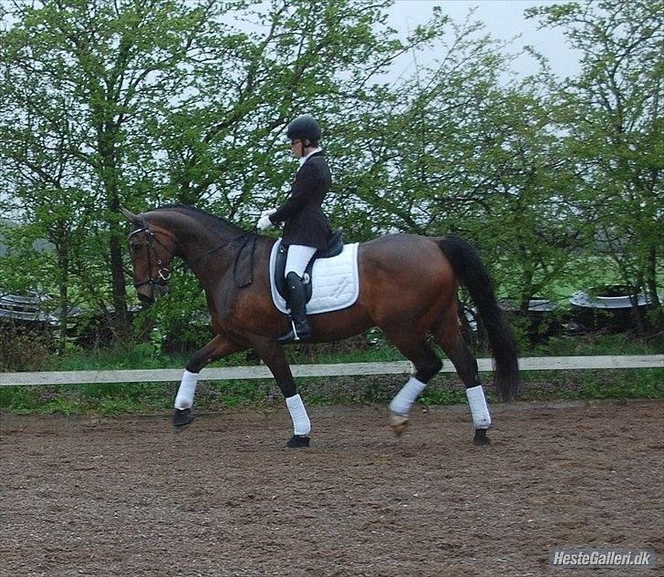 Donnewind - Sponsorrytter for Vedsted Mølle billede 3