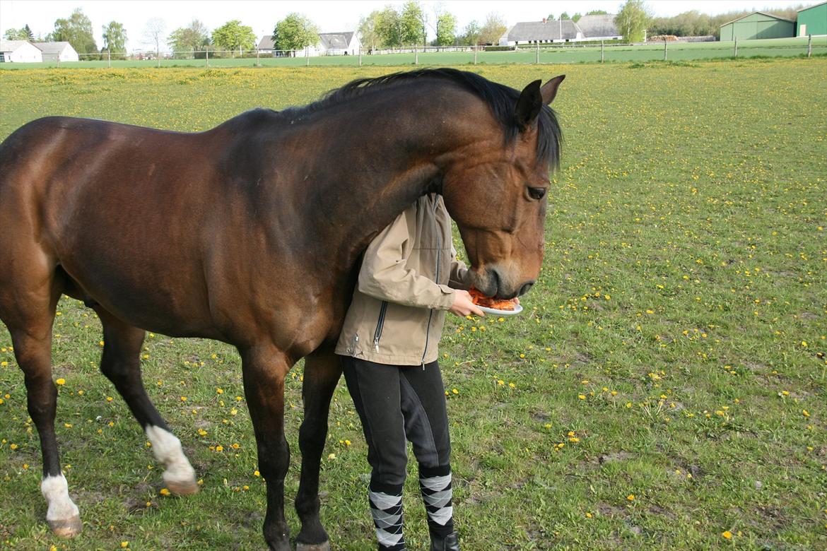 Kæmpe fødselsdag for hesten, med kage, flag, og masser af gaver! - Så er der fødseldags lagkage.... MOMS! billede 1