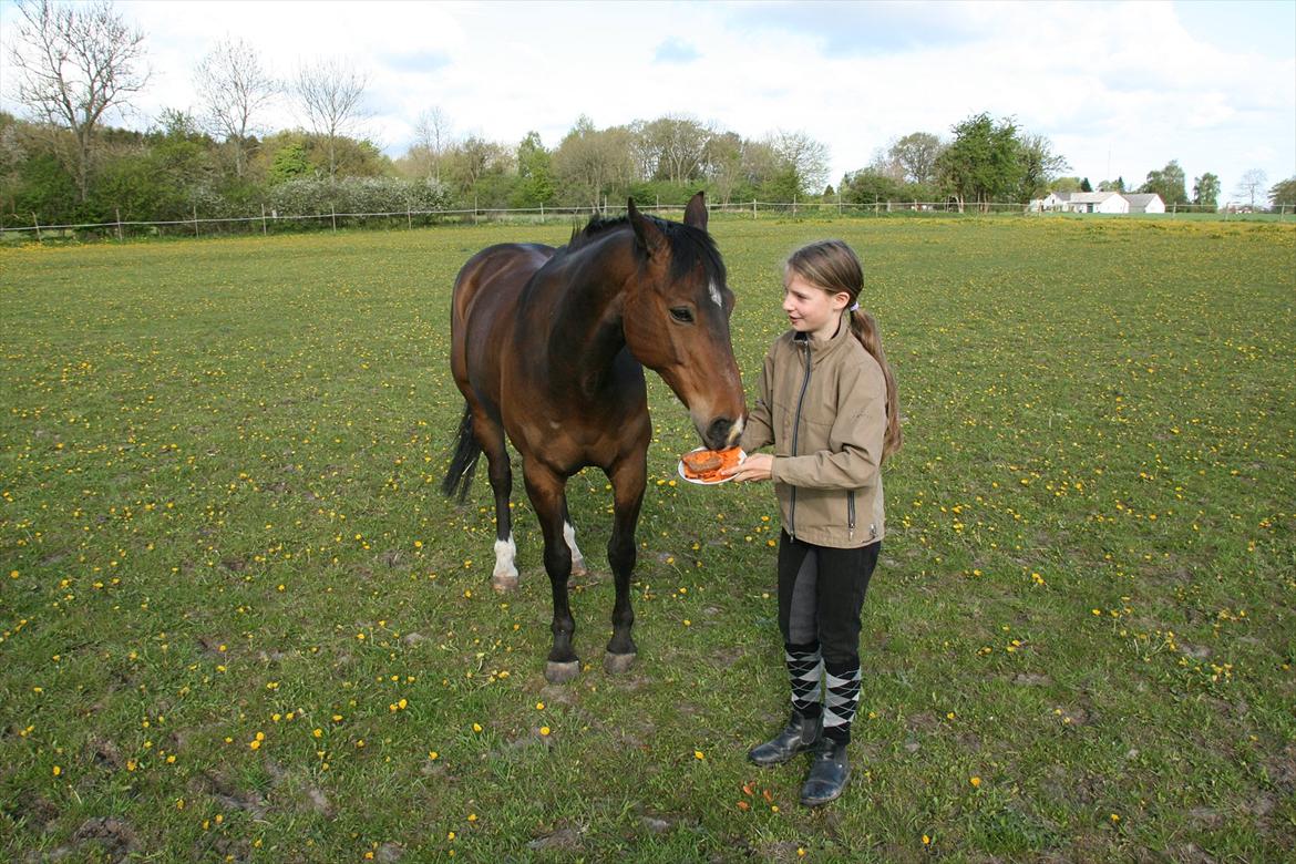 Kæmpe fødselsdag for hesten, med kage, flag, og masser af gaver! - Lækkert ;) billede 2