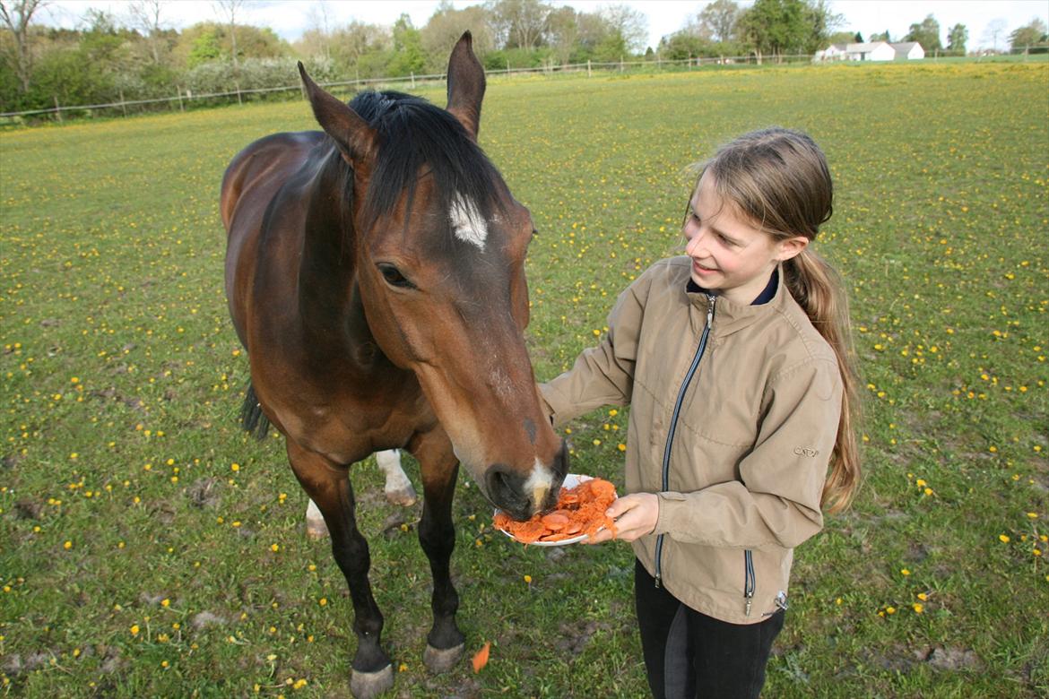 Kæmpe fødselsdag for hesten, med kage, flag, og masser af gaver! - Ned på jorden med det <3 billede 3