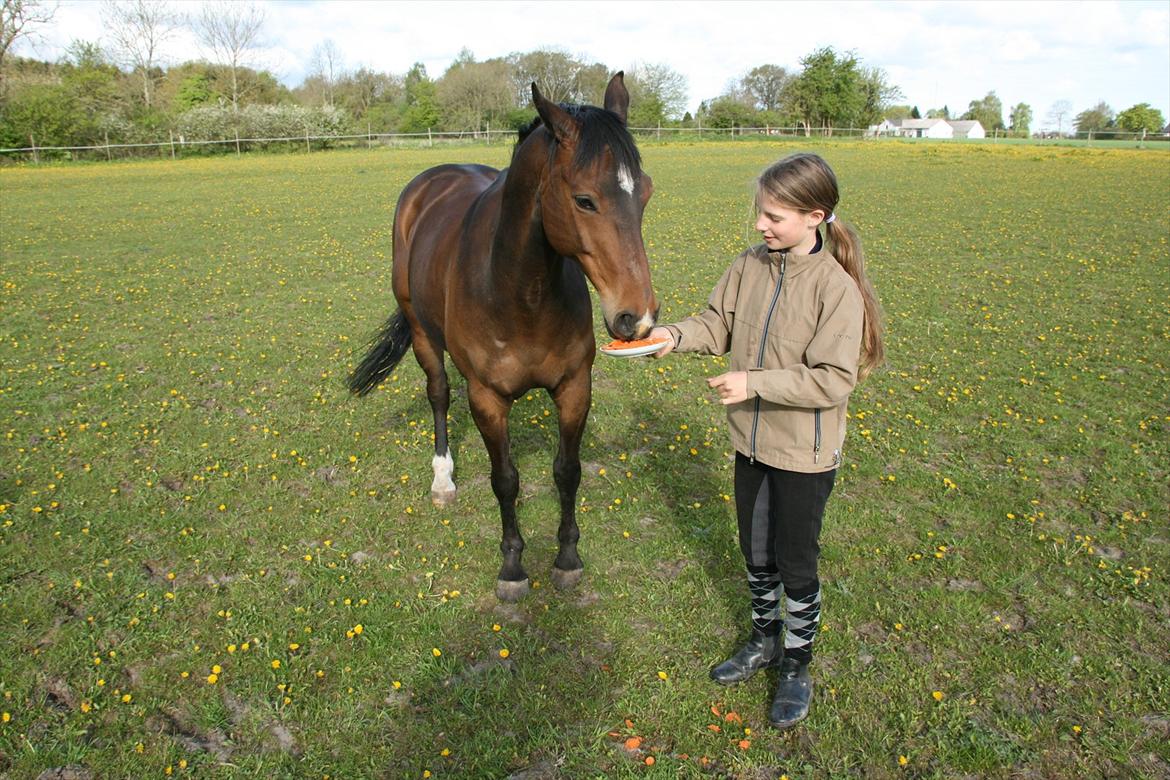 Kæmpe fødselsdag for hesten, med kage, flag, og masser af gaver! - Jeg elsker gulerodskage ;) billede 4