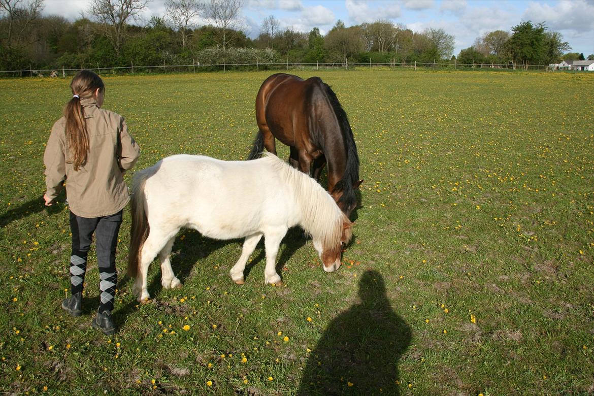 Kæmpe fødselsdag for hesten, med kage, flag, og masser af gaver! - Lonestar og Tulle samler resterne af kagen op :D billede 6