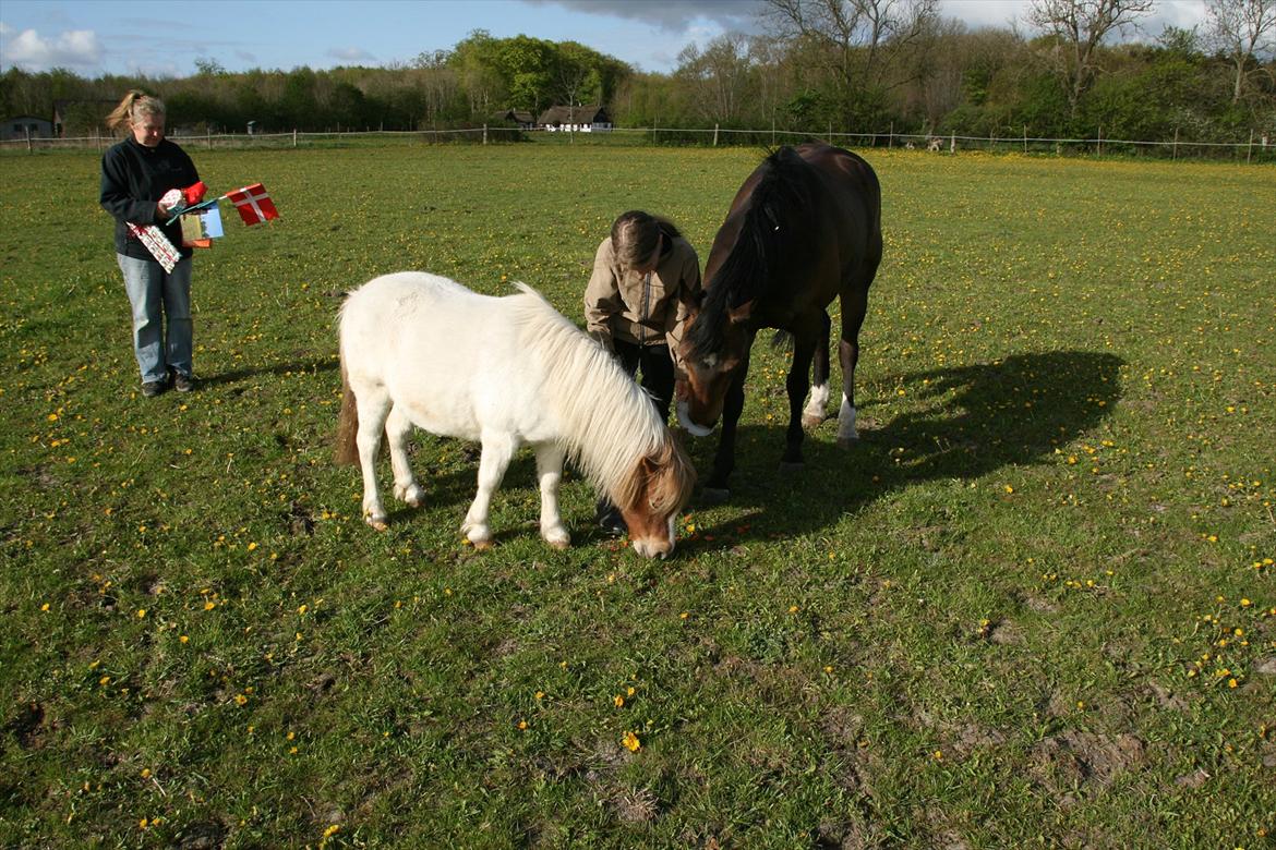Kæmpe fødselsdag for hesten, med kage, flag, og masser af gaver! - Lonestar, får lige lov af slikke tallerkenen af ;) billede 7