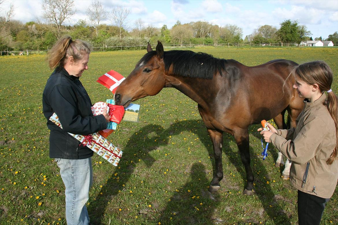 Kæmpe fødselsdag for hesten, med kage, flag, og masser af gaver! - Jeg er igang, med at pakke en af Lonestar gaver op, men han er hvis mere interesseret i den store røde pakke ;) billede 8