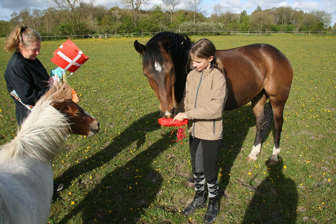 Kæmpe fødselsdag for hesten, med kage, flag, og masser af gaver! - Skund dig nu lidt, med at pakke den op ;) billede 11